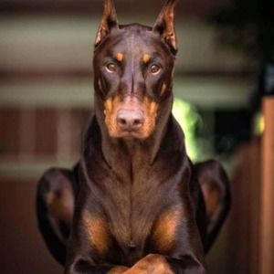 Meet your Posher, Deborah